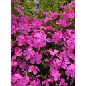płomyk szydlasty (Phlox subulata) McDaniel`s Cushion- Świat bylin - sklep internetowy