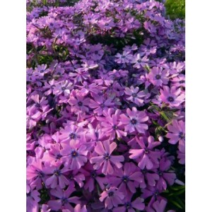 płomyk szydlasty (Phlox subulata) Purple Beauty- Świat bylin - sklep internetowy