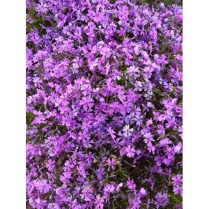 płomyk szydlasty (Phlox subulata) Purple Beauty- Świat bylin - sklep internetowy