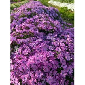 płomyk szydlasty (Phlox subulata) Purple Beauty- Świat bylin - sklep internetowy
