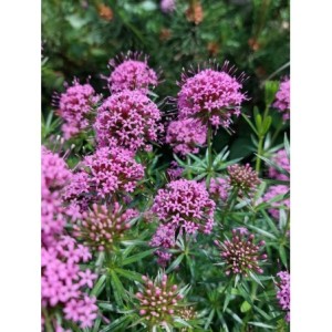 kozłówka długoszyjkowa (Phuopsis stylosa) - Świat bylin - sklep internetowy