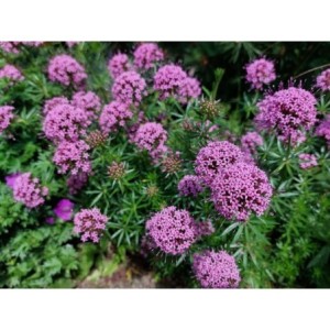 kozłówka długoszyjkowa (Phuopsis stylosa) - Świat bylin - sklep internetowy