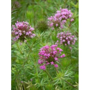 kozłówka długoszyjkowa (Phuopsis stylosa) - Świat bylin - sklep internetowy