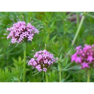 kozłówka długoszyjkowa (Phuopsis stylosa) - Świat bylin - sklep internetowy