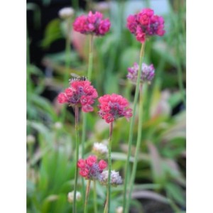 zawciąg szerokolistny (Armeria pseudarmeria) Ballerina Red- Świat bylin - sklep internetowy