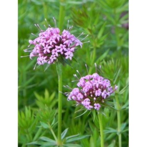 kozłówka długoszyjkowa (Phuopsis stylosa) - Świat bylin - sklep internetowy