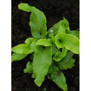 języcznik zwyczajny (Phyllitis scolopendrium) - Świat bylin - sklep internetowy