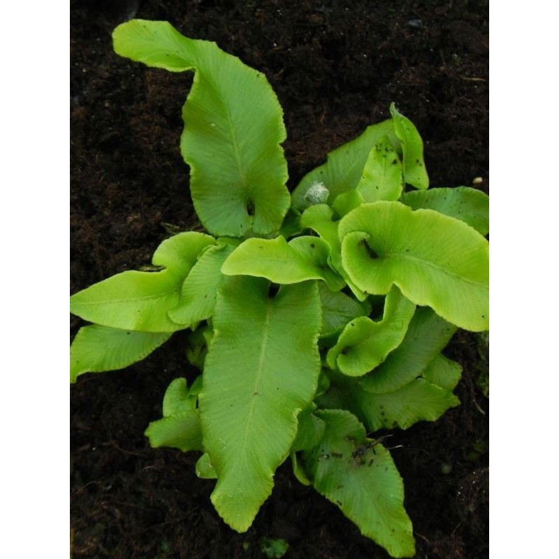 języcznik zwyczajny (Phyllitis scolopendrium) - Świat bylin - sklep internetowy