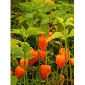 miechunka rozdęta (Physalis alkekengi) Franchetii- Świat bylin - sklep internetowy