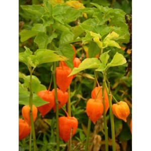 miechunka rozdęta (Physalis alkekengi) Franchetii- Świat bylin - sklep internetowy