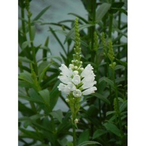 odętka wirginijska (Physostegia virginiana) Alba- Świat bylin - sklep internetowy