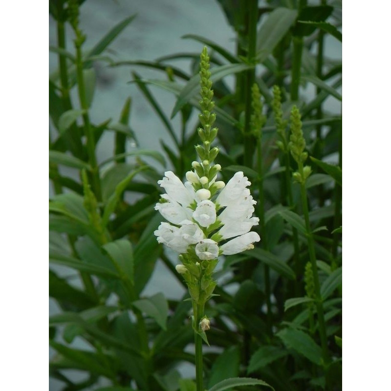 odętka wirginijska (Physostegia virginiana) Alba- Świat bylin - sklep internetowy