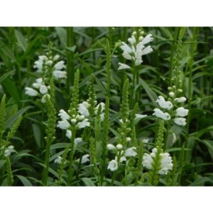 odętka wirginijska (Physostegia virginiana) Alba- Świat bylin - sklep internetowy