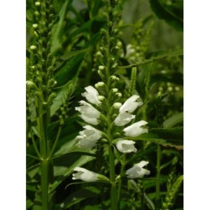 odętka wirginijska (Physostegia virginiana) Alba- Świat bylin - sklep internetowy