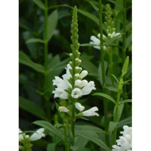 odętka wirginijska (Physostegia virginiana) Alba- Świat bylin - sklep internetowy