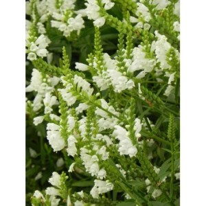 odętka wirginijska (Physostegia virginiana) Alba- Świat bylin - sklep internetowy