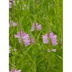 odętka wirginijska (Physostegia virginiana) Rose- Świat bylin - sklep internetowy