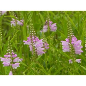 odętka wirginijska (Physostegia virginiana) Rose- Świat bylin - sklep internetowy