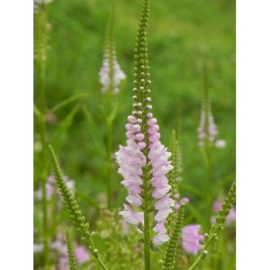 odętka wirginijska (Physostegia virginiana) Rose- Świat bylin - sklep internetowy