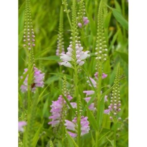 odętka wirginijska (Physostegia virginiana) Rose- Świat bylin - sklep internetowy