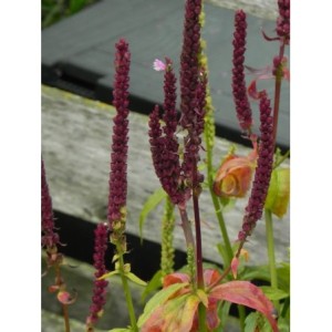 odętka wirginijska (Physostegia virginiana) Rose- Świat bylin - sklep internetowy