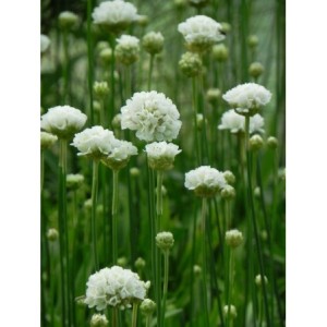 zawciąg szerokolistny (Armeria pseudarmeria) Ballerina White- Świat bylin - sklep internetowy