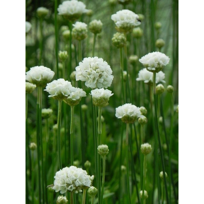 zawciąg szerokolistny (Armeria pseudarmeria) Ballerina White- Świat bylin - sklep internetowy