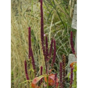 odętka wirginijska (Physostegia virginiana) Rose- Świat bylin - sklep internetowy