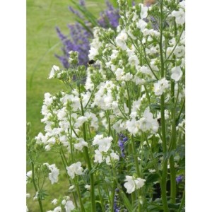 wielosił błekitny (Polemonium caeruleum) Alba- Świat bylin - sklep internetowy