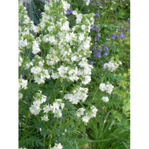 wielosił błekitny (Polemonium caeruleum) Alba- Świat bylin - sklep internetowy