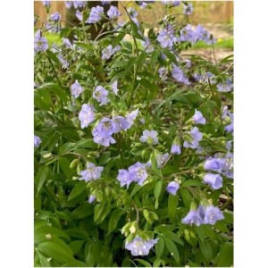 wielosił rozesłany (Polemonium reptans) - Świat bylin - sklep internetowy