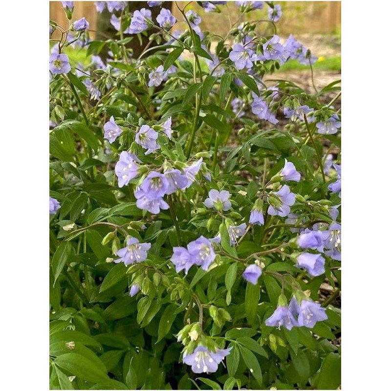 wielosił rozesłany (Polemonium reptans) - Świat bylin - sklep internetowy