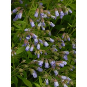 wielosił rozesłany (Polemonium reptans) - Świat bylin - sklep internetowy