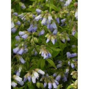 wielosił rozesłany (Polemonium reptans) - Świat bylin - sklep internetowy