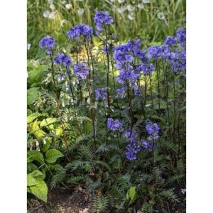 wielosił jezoński (Polemonium yezoense) Bressingham Purple- Świat bylin - sklep internetowy