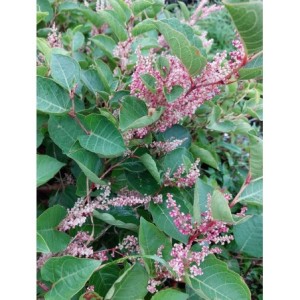 rdest zwarty (Polygonum compactum) Roseum- Świat bylin - sklep internetowy