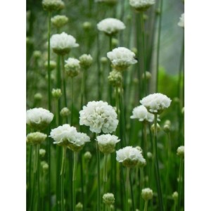 zawciąg szerokolistny (Armeria pseudarmeria) Ballerina White- Świat bylin - sklep internetowy