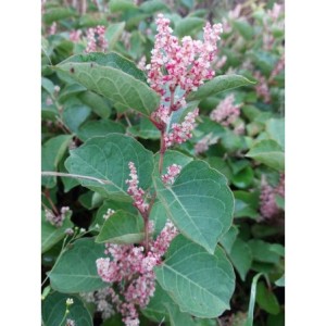rdest zwarty (Polygonum compactum) Roseum- Świat bylin - sklep internetowy