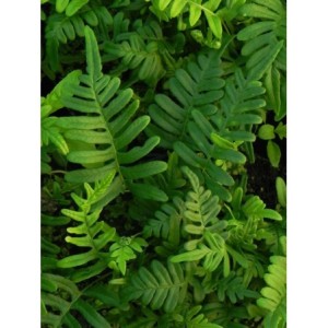 paprotka zwyczajna (Polypodium vulgare) - Świat bylin - sklep internetowy