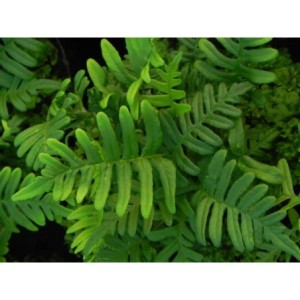 paprotka zwyczajna (Polypodium vulgare) - Świat bylin - sklep internetowy