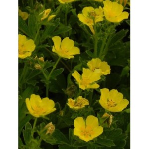 pięciornik wielkokwiatowy (Potentilla megalantha) - Świat bylin - sklep internetowy