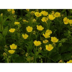 pięciornik wielkokwiatowy (Potentilla megalantha) - Świat bylin - sklep internetowy