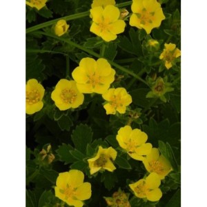 pięciornik wielkokwiatowy (Potentilla megalantha) - Świat bylin - sklep internetowy