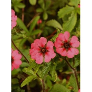 pięciornik nepalski (Potentilla nepalensis) Ron McBeath- Świat bylin - sklep internetowy