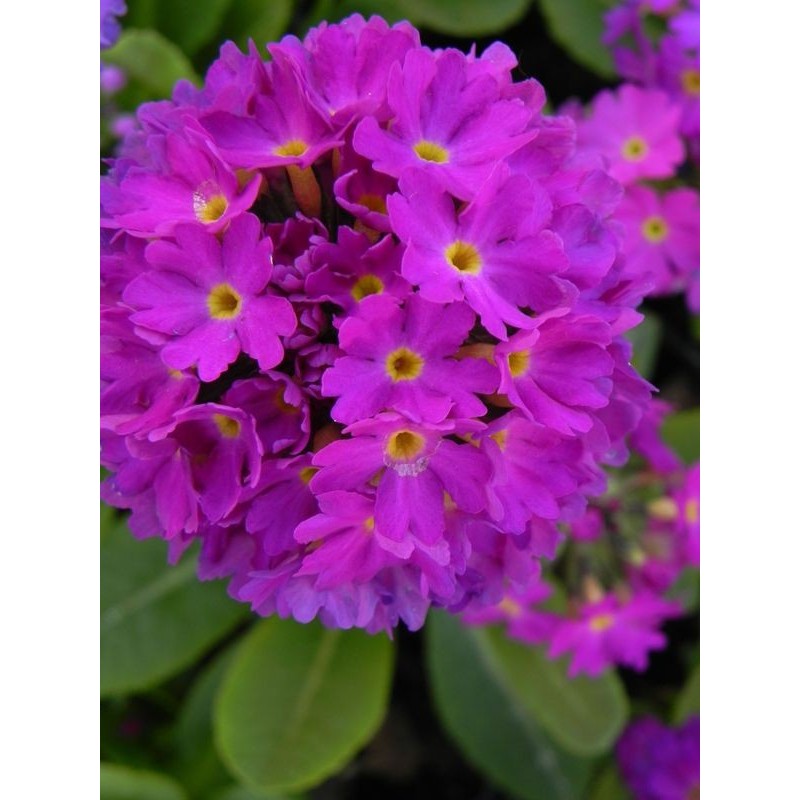 pierwiosnek ząbkowany (Primula denticulata) Prom Deep Rose- Świat bylin - sklep internetowy