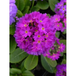 pierwiosnek ząbkowany (Primula denticulata) Prom Deep Rose- Świat bylin - sklep internetowy