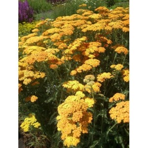 krwawnik pospolity (Achillea millefolium) Terracotta- Świat bylin - sklep internetowy