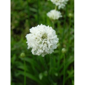 zawciąg szerokolistny (Armeria pseudarmeria) Ballerina White- Świat bylin - sklep internetowy