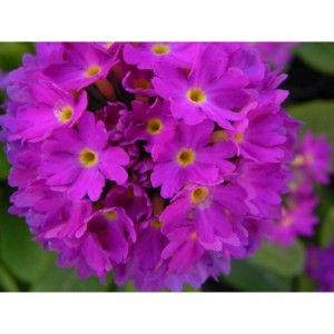 pierwiosnek ząbkowany (Primula denticulata) Prom Deep Rose- Świat bylin - sklep internetowy