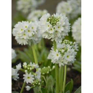 pierwiosnek ząbkowany (Primula denticulata) Prom White- Świat bylin - sklep internetowy